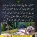 مظفرآباد کے کوٹ ترالہ میں تصادم کے دوران جلائے گئے گھروں اور دکانوں کی منظر کشی۔
