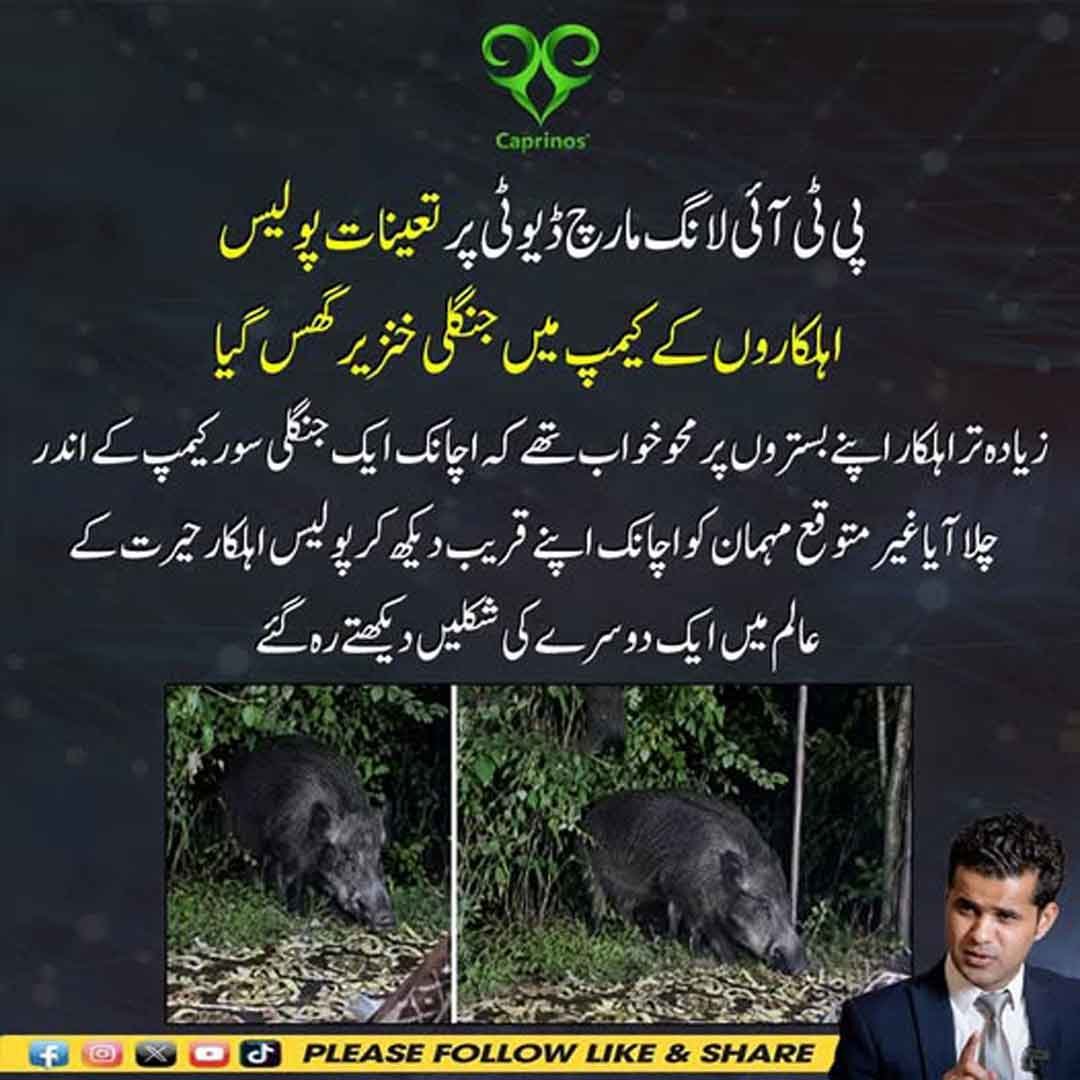 پی ٹی آئی لانگ مارچ ڈیوٹی پر پولیس کیمپ میں جنگلی خنزیر